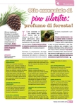 Pine essential oil: perfume of forest!