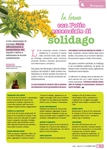 In good shape thanks to solidago essential oil